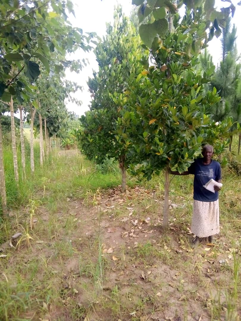 Benedeta Acilo - Ugandan TIST Farmer