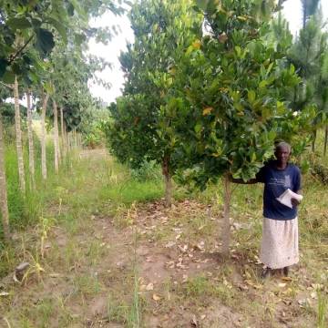 Benedeta Acilo - Ugandan TIST Farmer